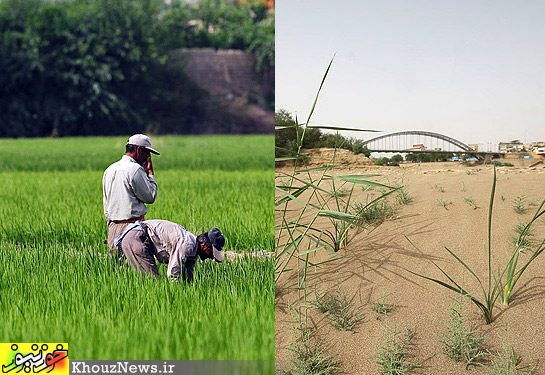 رودخانه کارون؛ قرباني كشت برنج در اصفهان
