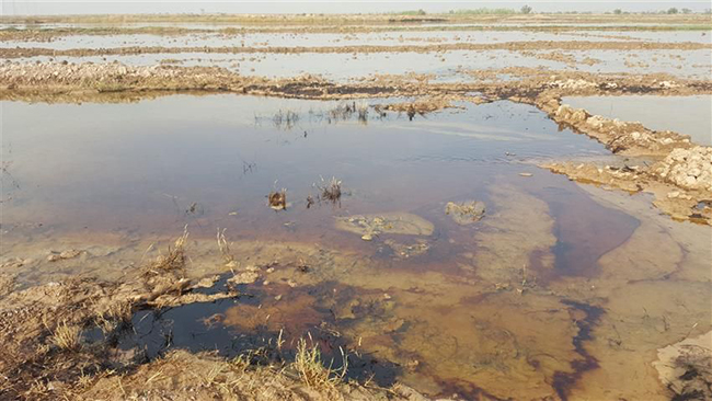 نشت نفت در اراضی کشاورزی منطقه دارخوین شادگان