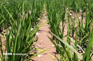خشکه کاری برنج راهکار غلبه بر کم آبی/صرفه جویی ۴۰ درصدی در آب