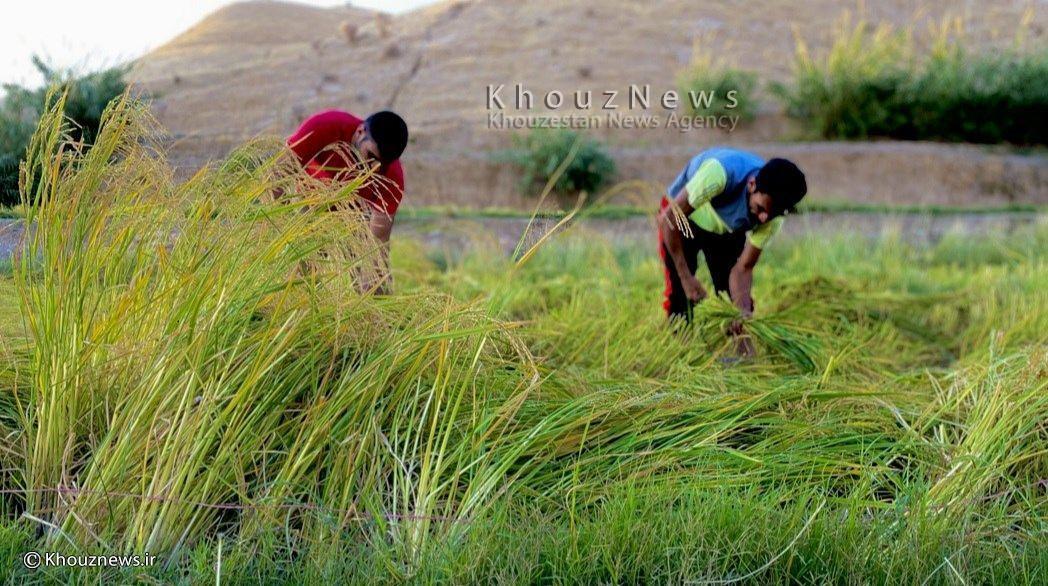 برداشت برنج ازشالیزارهای گنبدشهرستان باغملک / تصاویر