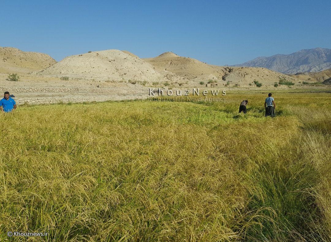 برداشت برنج ازشالیزارهای گنبدشهرستان باغملک / تصاویر