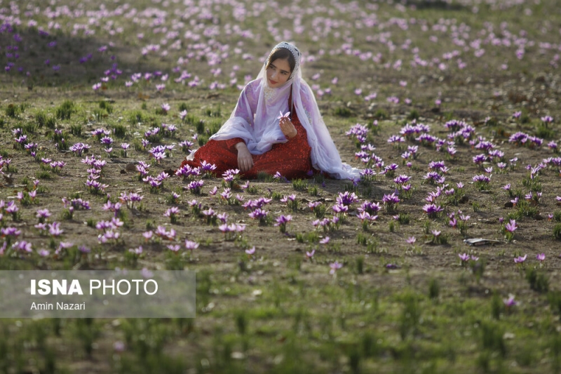 جشنواره برداشت زعفران در شهرستان دزپارت