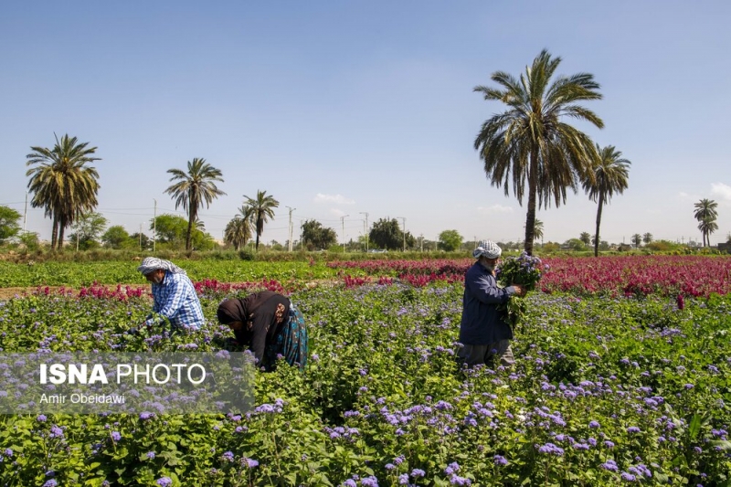 نصاویر/ برداشت گل در حمیدیه - خوزستان