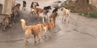 تخلیه سگ‌های ولگرد با کامیون در ورودی‌های شهر اهواز!