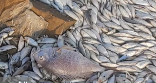 آمونیوم نیترات محتمل ترین عامل تلف شدن ماهیان دریاچه استحصال نمک بندرماهشهر