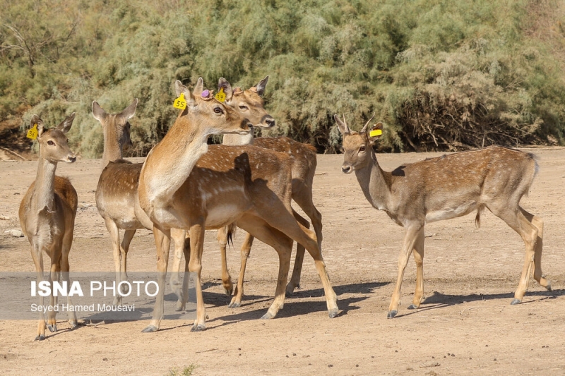 تصاویر/ رهاسازی ۶ رأس گوزن زرد ایرانی در پارک ملی دز و کرخه