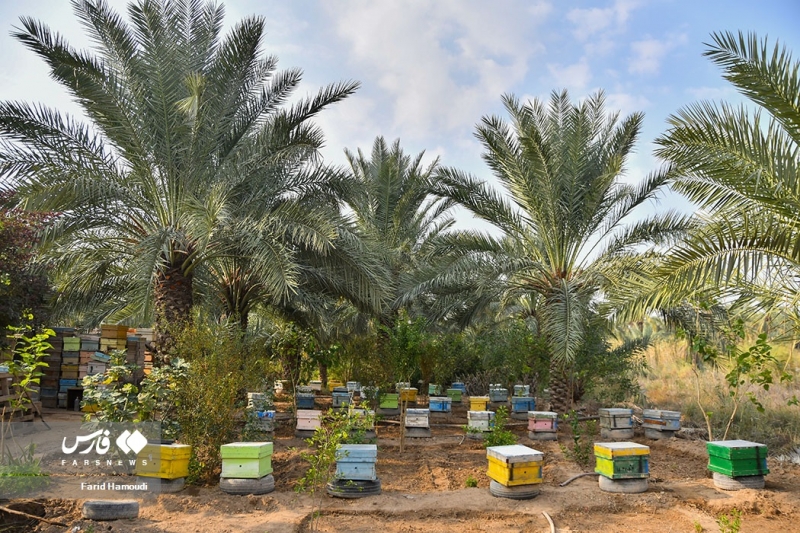 پرورش زنبور عسل در نخلستان‌های خرمشهر