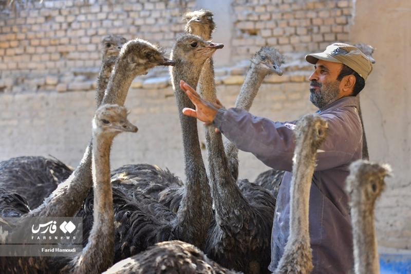 پرورش شترمرغ در خرمشهر