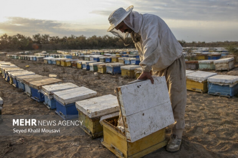 گزارش تصویری/ ییلاق و قشلاق زنبوری