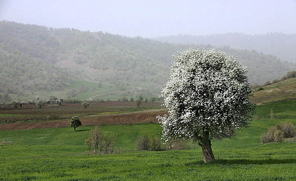 بهار فوق‌العاده زیبای کردستان- آخرین اخبار ایران و خوزستان در خوزنیوز-khouznews.ir