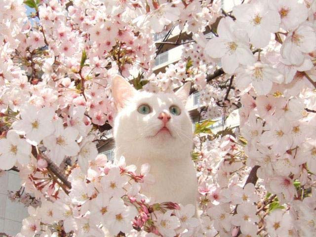 گربه شکوفه ای - خوزنیوز