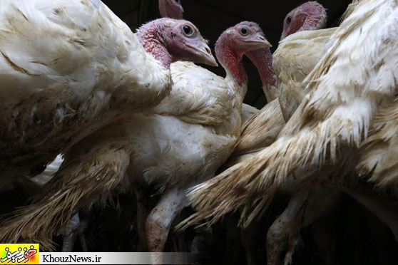 GOBBLE GOBBLE: Administrators have launched a call for bids for Doux, one of the world’s biggest poultry exporters, which has been weighed down by debts of 340 million euros ($423 million). Shown, turkeys at a farm in Gien, France. (Jacky Naegelen/Reuters)