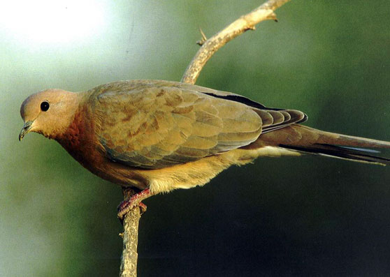 فاخته