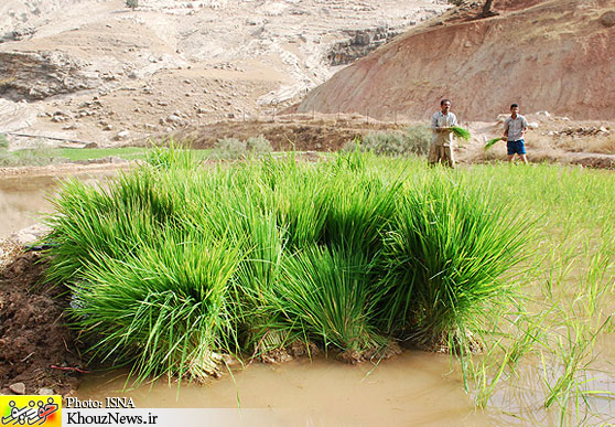 سایه سنگین واردات برنج بر سر برنجکاران خوزستانی