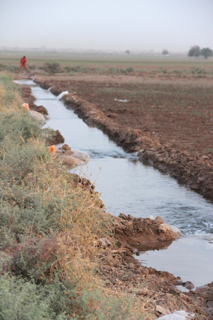 کاشت ذرت در شهرستان شوش