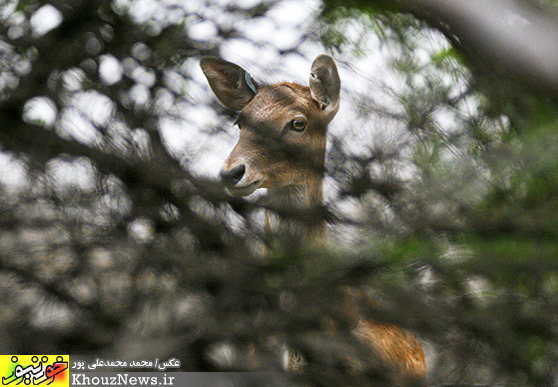 گوزن زرد ايرانی