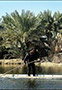 علاقه سرمايه گذاران خارجي برای توسعه تالاب شادگان/ احداث هتل منطقه را احیا می کند