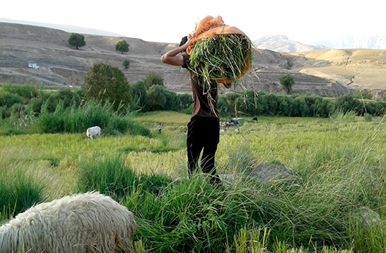 آغاز برداشت برنج از شالیزارهای ایذه