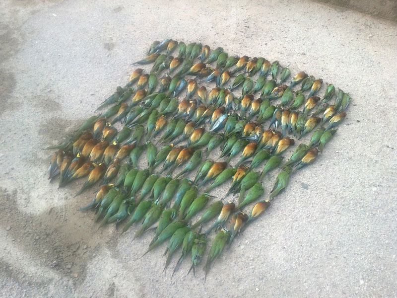 دستگیری متخلف کشتار 254 قطعه پرنده زنبورخوار