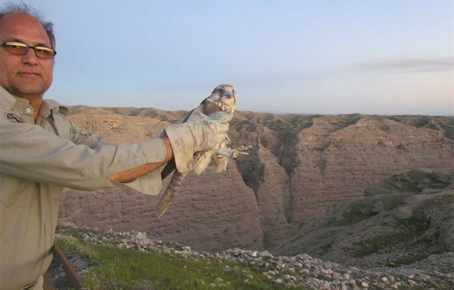 رهاسازی یک بهله بالابان در طبیعت استان خوزستان