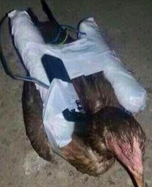 مرغ و بز انتحاری داعش/عکس مرغ و بز انتحاری داعش/عکس