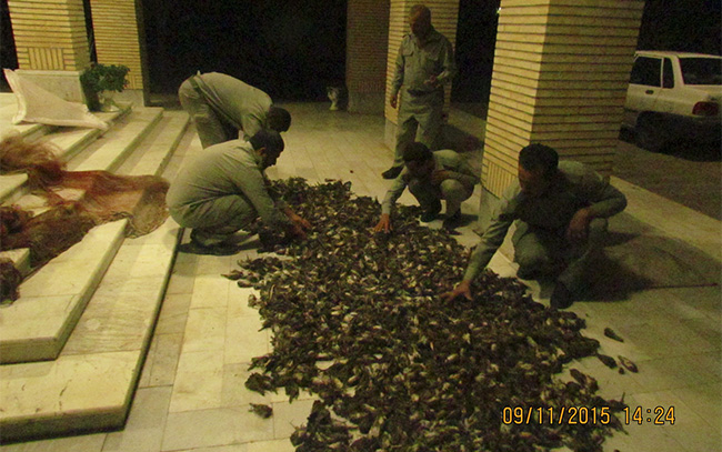 دستگیری شکارچیان 2600 گنجشک در خوزستان / عکس
