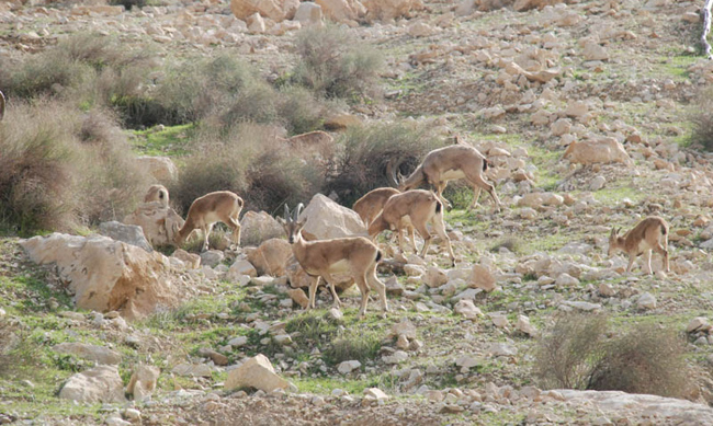 سرشماری وحوش در استان خوزستان به پایان رسید
