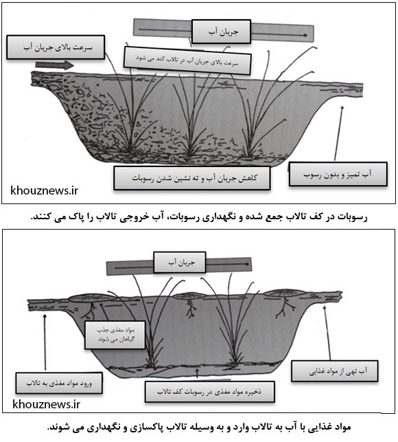 فواید تالاب ها