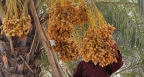 خرماپَزون در کوره خوزستان