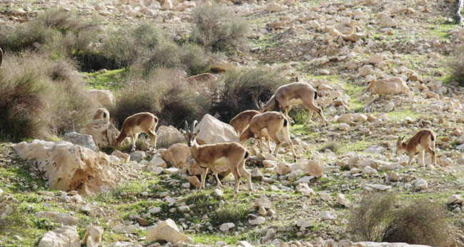 آغاز سرشماری وحوش استان خوزستان