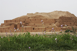 چغازنبیل با همکاری همگانی پاکسازی میشود چغازنبیل با همکاری همگانی پاکسازی میشود