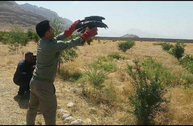 رهاسازی 3 بهله سارگپه در طبیعت باغملک
