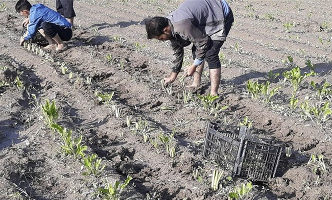 نخستین کشت نشایی چغندر در اندیمشک آغاز شد