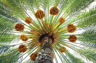 آغاز عملیات خوشه آرایی در شادگان آغاز عملیات خوشه آرایی در شادگان