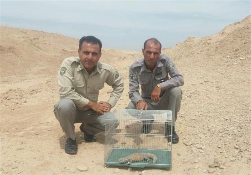 یک قطعه نایاب خاردم ایرانی توسط محیط بانان به طبیعت بازگشت