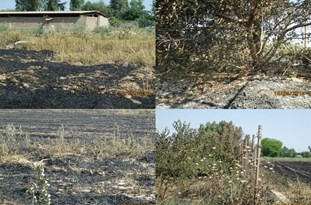 آتش زدن باقیمانده یکی از مزارع در اندیمشک