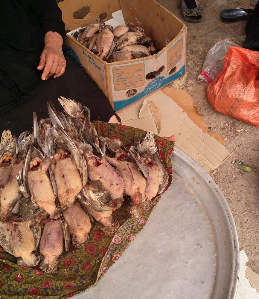 سفره خونین تالاب‌های خوزستان پیش پای پرندگان مهاجر