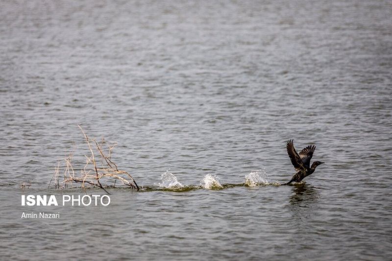 پرندگان تالاب «هورالعظیم»