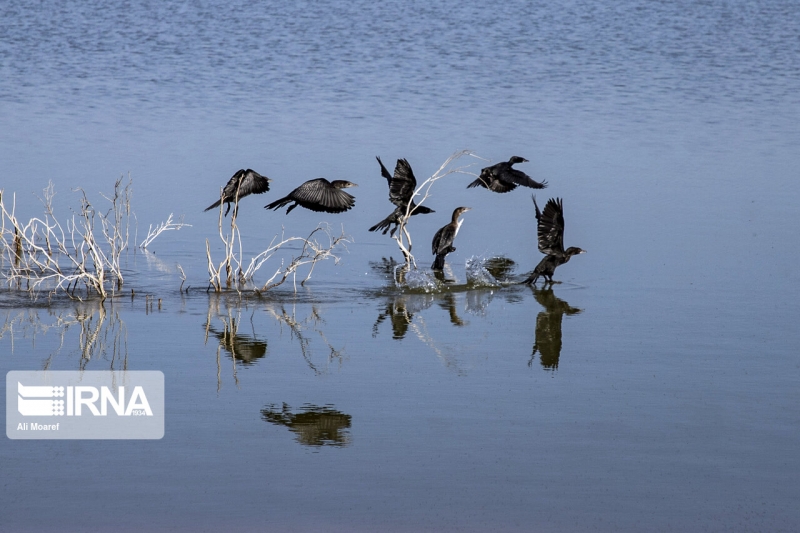 مهاجران هورالعظیم