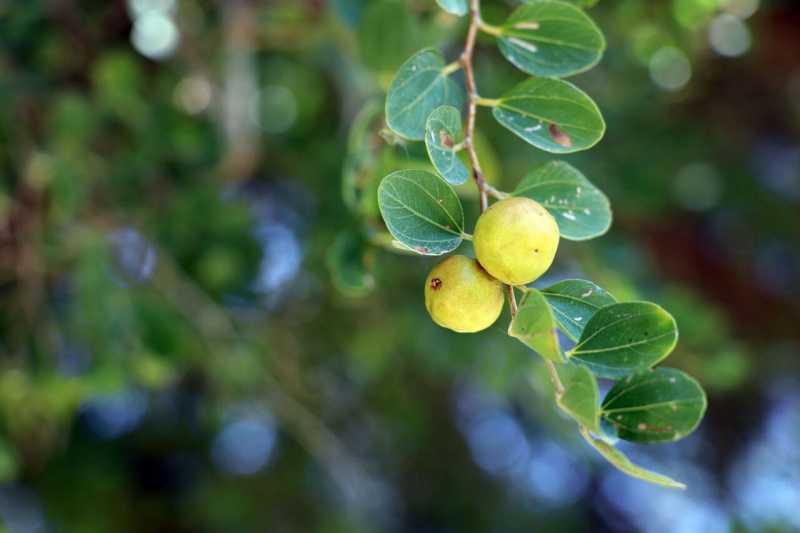 جلوه های بهاری طبیعت شوشتر