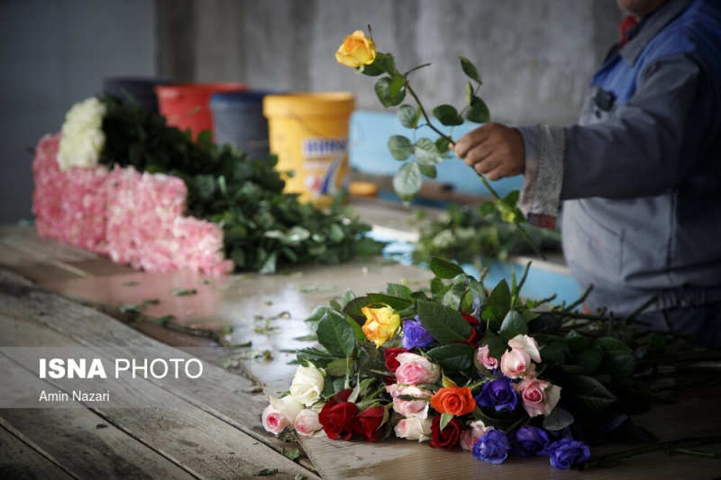 برداشت گل رز در دزفول