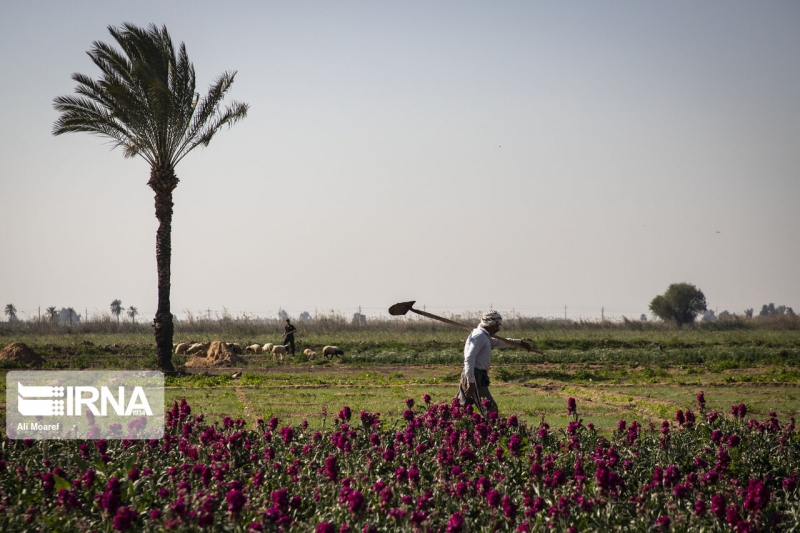 برداشت گل در شهرستان حمیدیه
