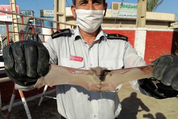 ۱۰ خفاش، مهمانان سرزده یک خانه در اهواز