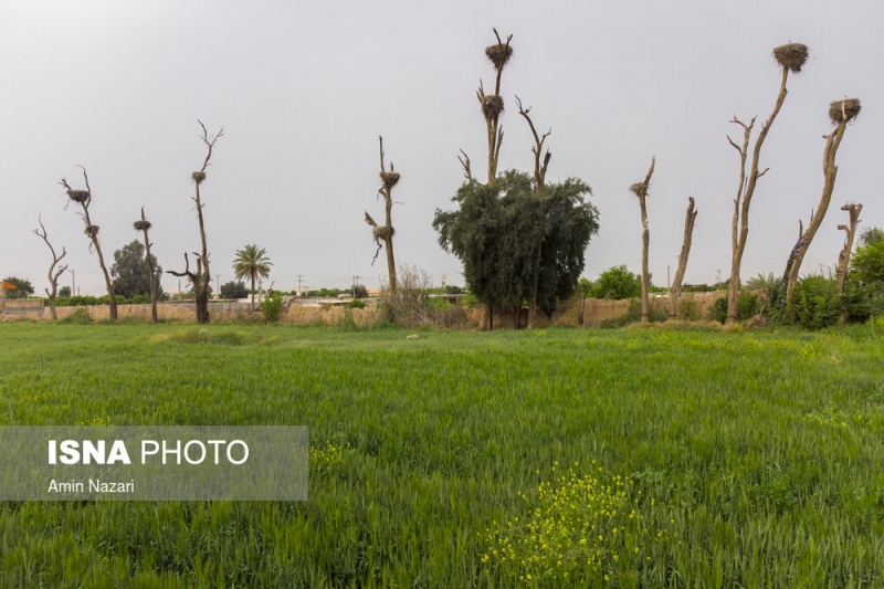 باغ لک لک‌های دزفول