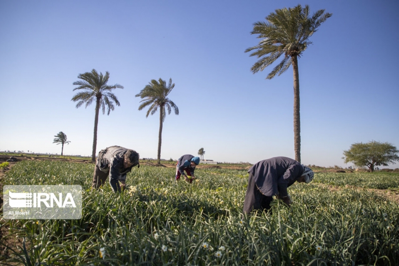 برداشت گل نرگس در حمیدیه