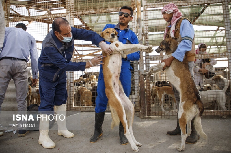 واکسیناسیون سگهای بلاصاحب در پناهگاه حیوانات ماهشهر