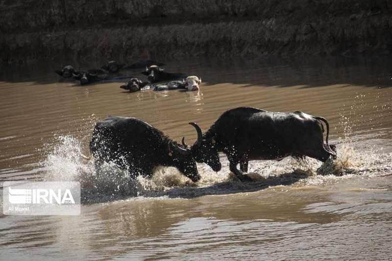 گاومیش‌ها در خوزستان تشنه آب