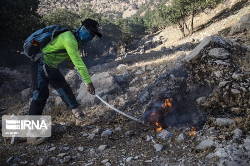 رقص غم‌انگیز بلوط‌های زاگرس در آتش