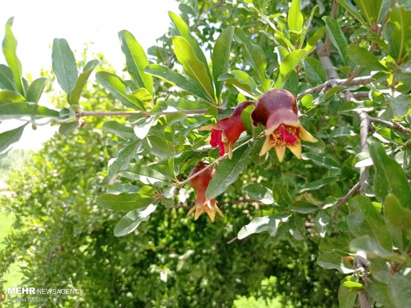روستای ده حوض الماس دشت سوسن
