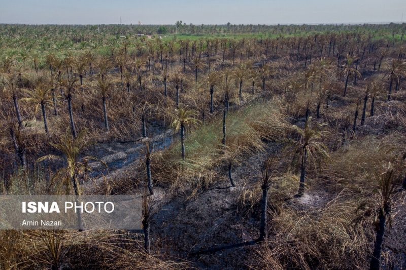 سوختن بیش از ۲۲۰۰ نخل در نخلستان‌های اروندکنار